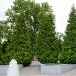 Green Giant Arborvitae: Care And Growing Guide