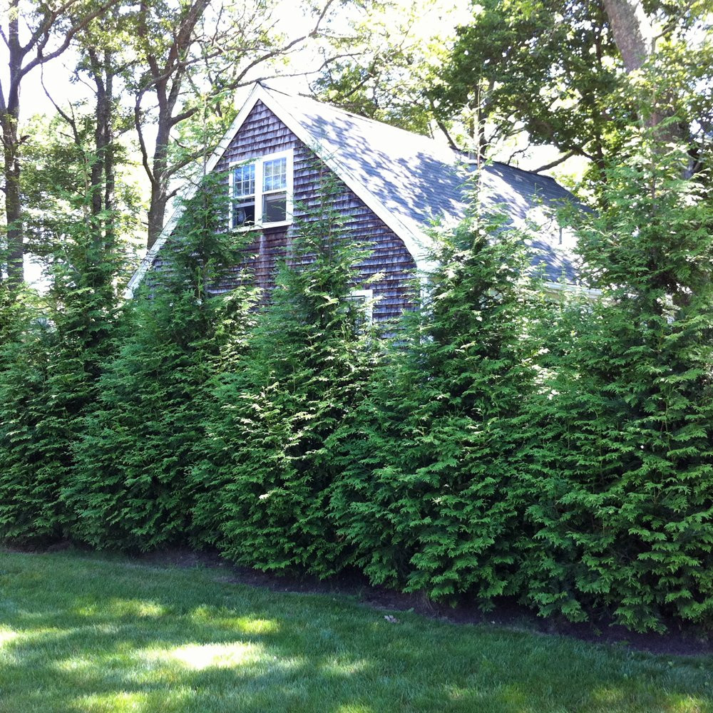 Green Giant Arborvitae Plants For Sale (Thuja) Free Shipping Kompaser