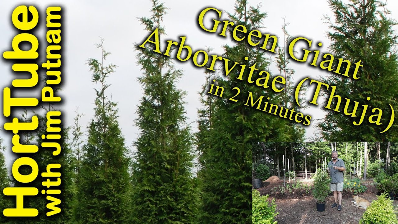 Green Giant Arborvitae (Thuja) In 2 Minutes