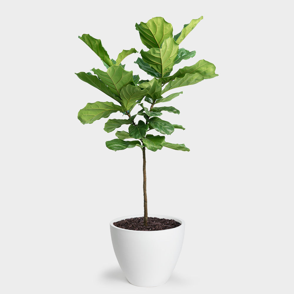 Greenery Unlimited | Fiddle Leaf Fig Care