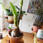 Grow And Regrow Amaryllis To Brighten Dull Winters – 27 East