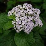 Grow Heliotrope For Its Most Fragrant Annual Flowers – Horticulture