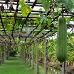 Grow Your Own Loofah | House & Garden