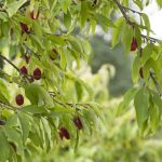 Growing And Caring For Cornelian Cherry Dogwoods