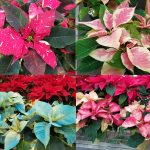 Growing And Caring For Poinsettia | Umn Extension