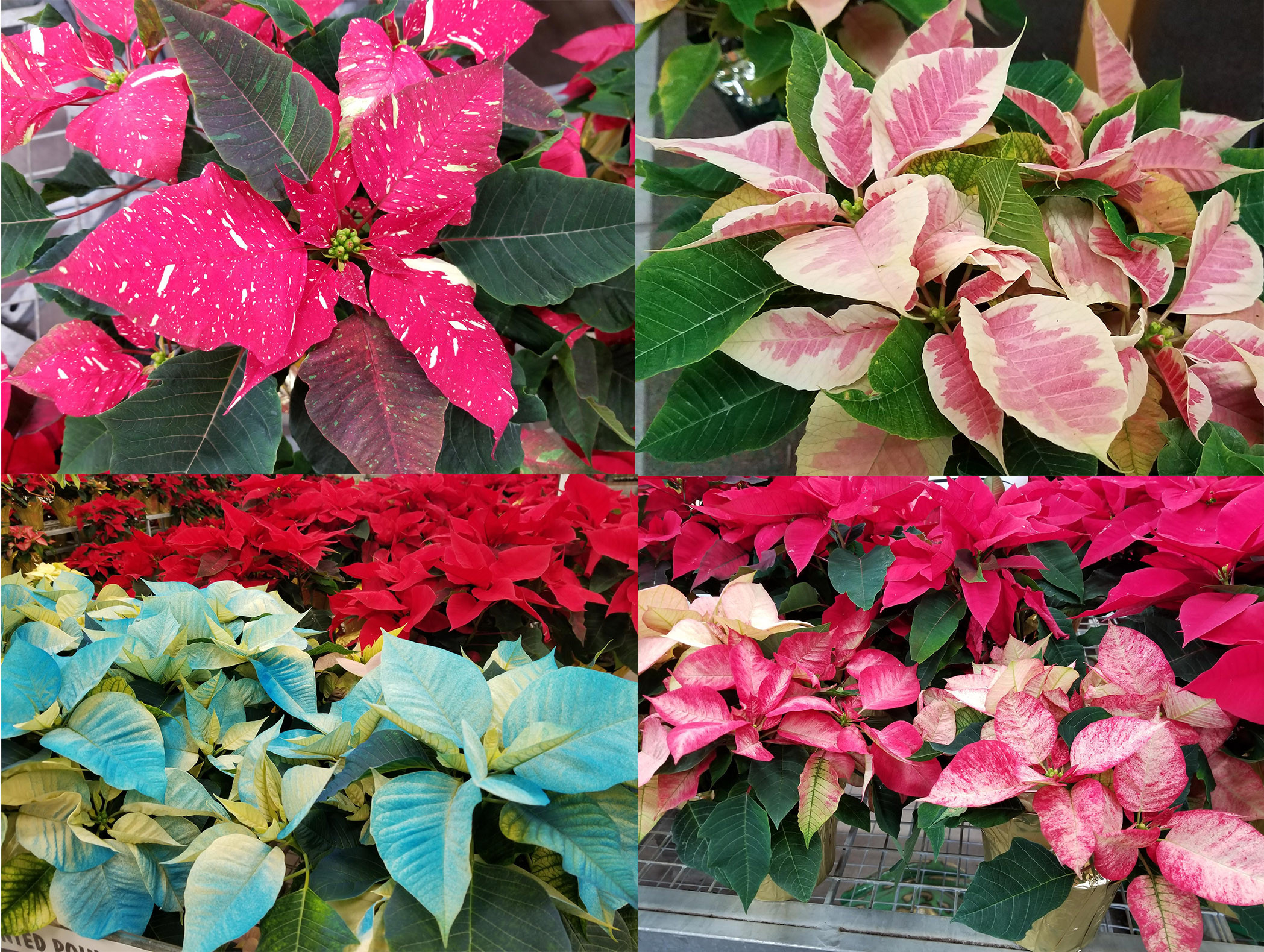 Growing And Caring For Poinsettia | Umn Extension