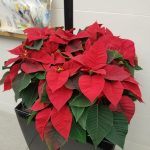 Growing And Caring For Poinsettia | Umn Extension