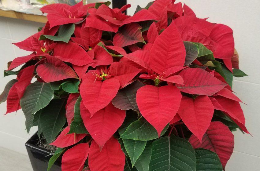  Poinsettia Plant