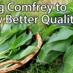 Growing And Using Comfrey – Perfect Plant For Permaculture Vegetable  Gardening