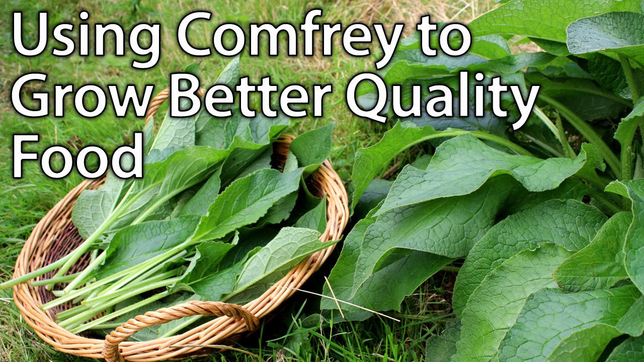 Growing And Using Comfrey – Perfect Plant For Permaculture Vegetable  Gardening