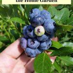 Growing Blueberries – Best Tips For The Home Garden