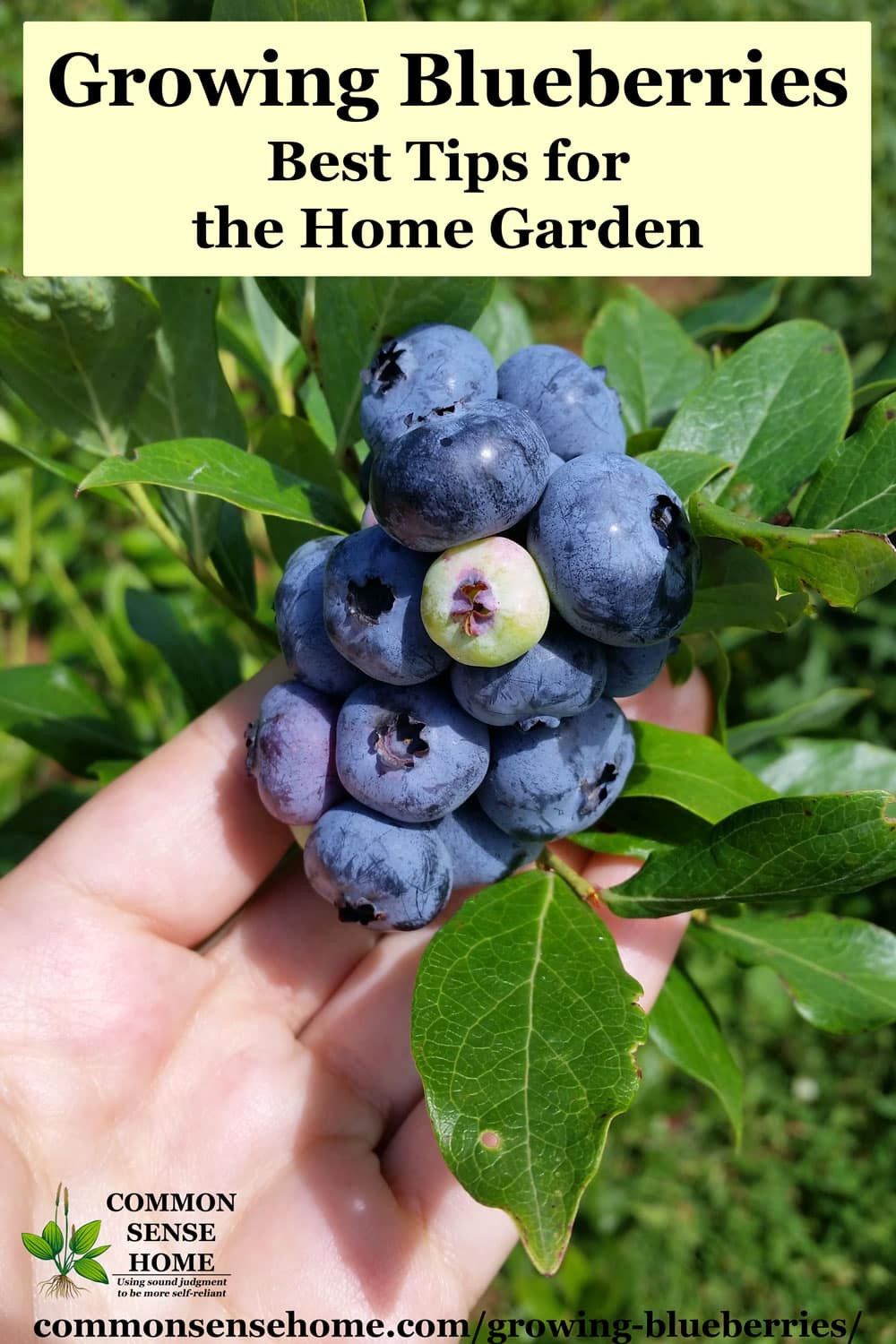 Growing Blueberries – Best Tips For The Home Garden