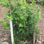 Growing Blueberries In Containers – Wisconsin Horticulture