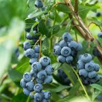 Growing Blueberry Bushes – Tips For Blueberry Plant Care