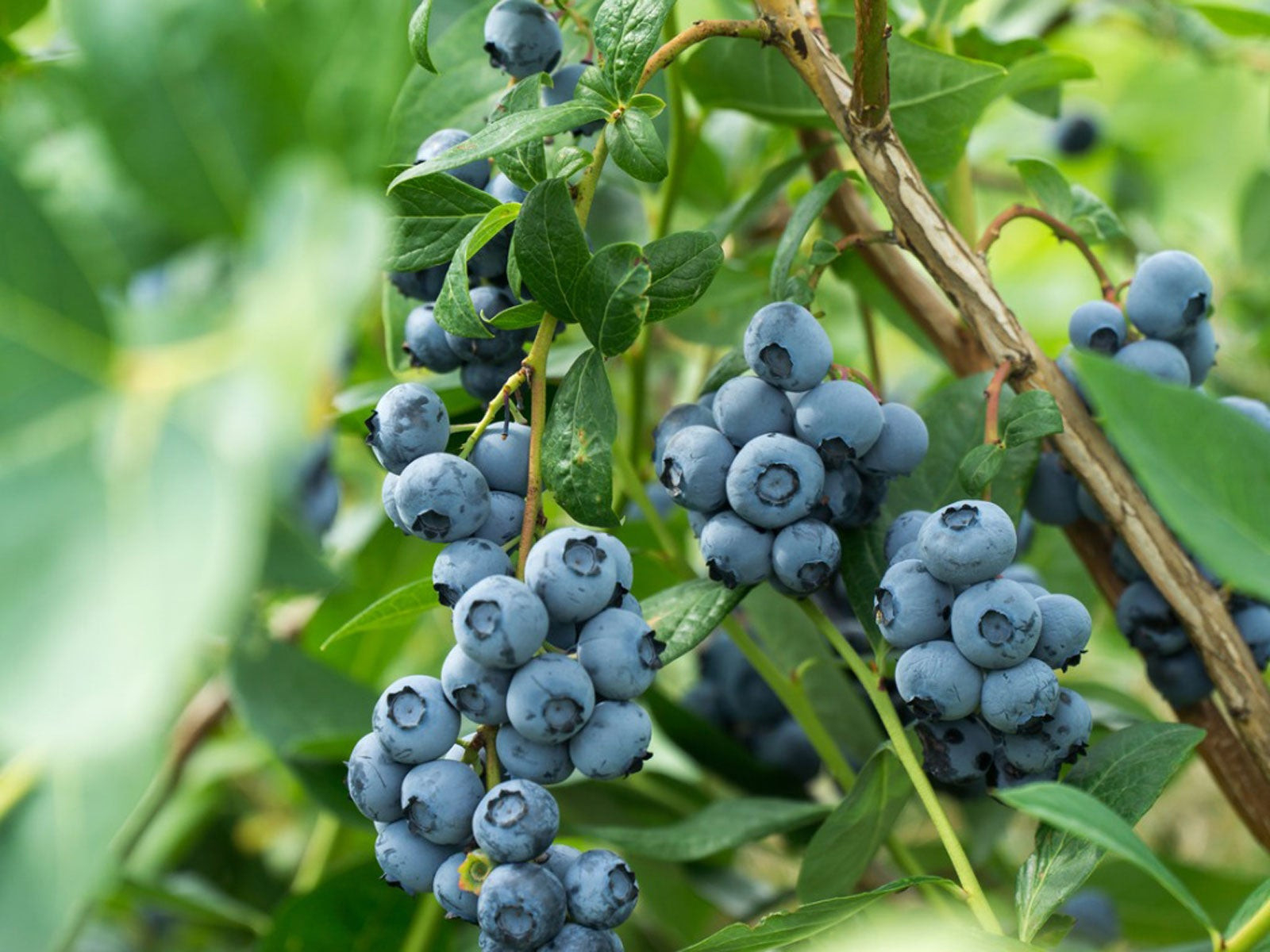 Growing Blueberry Bushes – Tips For Blueberry Plant Care