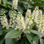 Growing Cherry Laurel Plant – How To Care For Cherry Laurel
