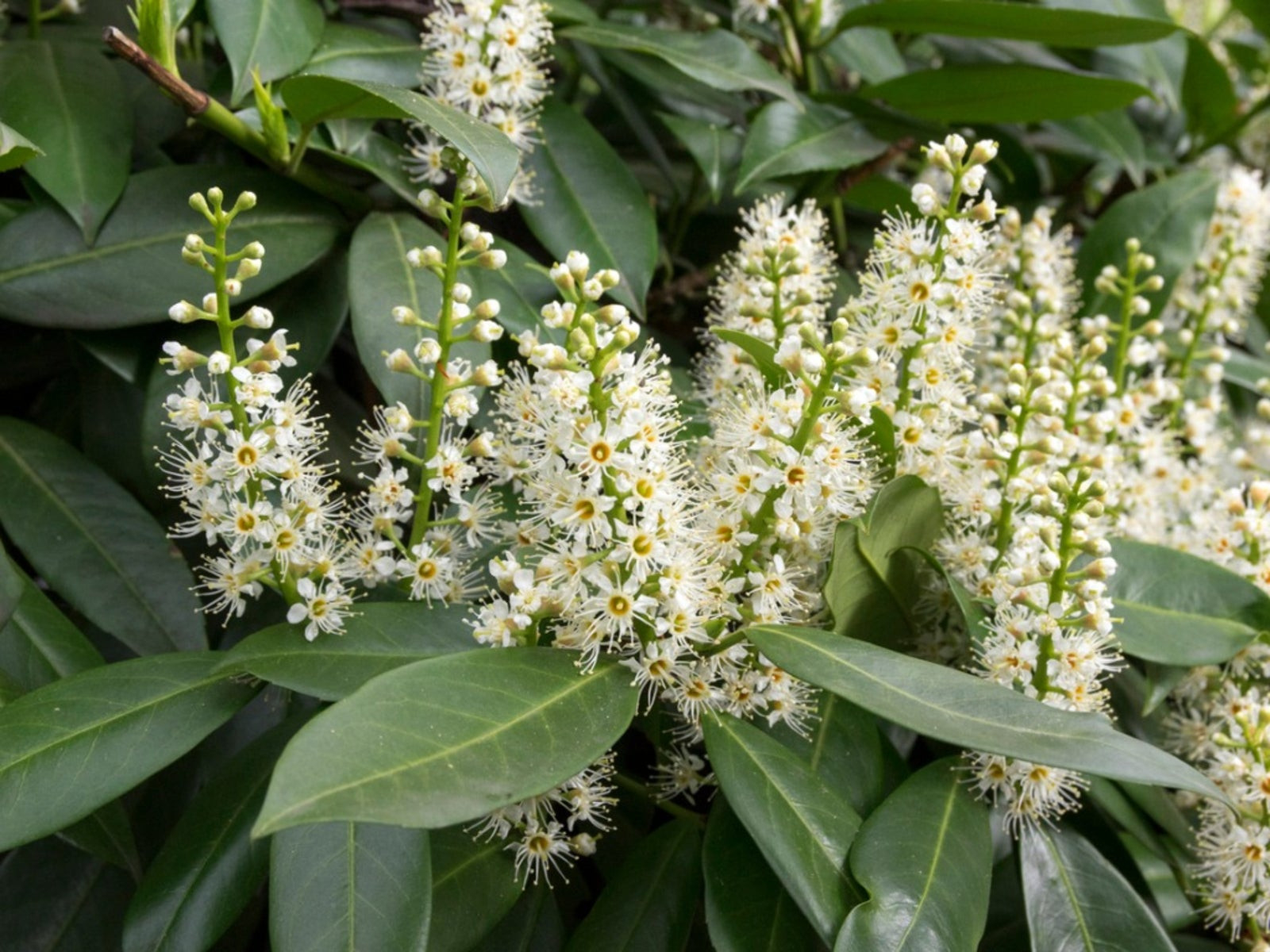 Growing Cherry Laurel Plant - How To Care For Cherry Laurel