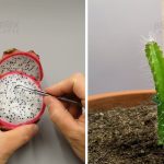 Growing Dragon Fruit Time Lapse – Seed To Cactus In 113 Days