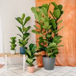 Growing Fiddle Leaf Figs Indoors – Houseplant Central