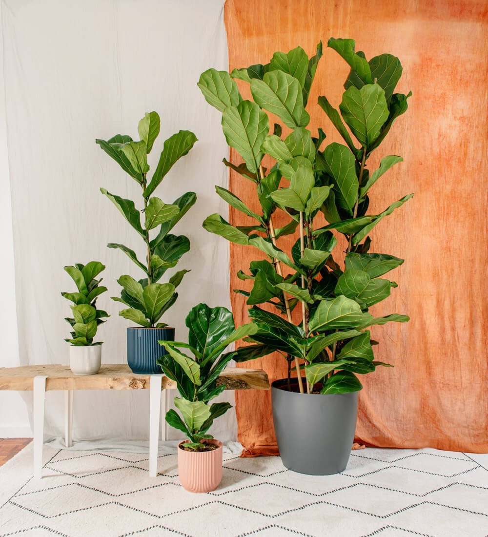 Growing Fiddle Leaf Figs Indoors – Houseplant Central