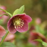 Growing Hellebore: How To Care For Hellebores