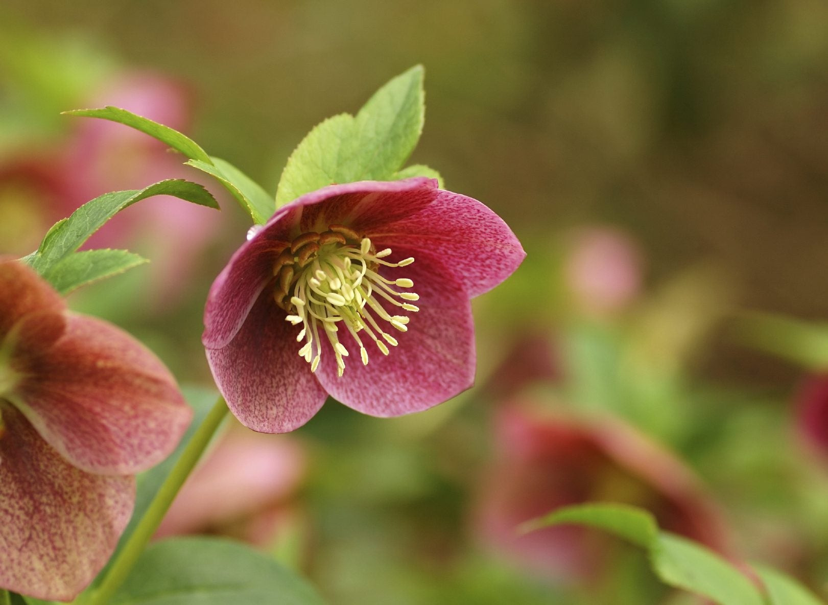 Growing Hellebore: How To Care For Hellebores