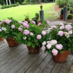 Growing Hydrangeas In Pots – Container Garden Ideas | Hgtv