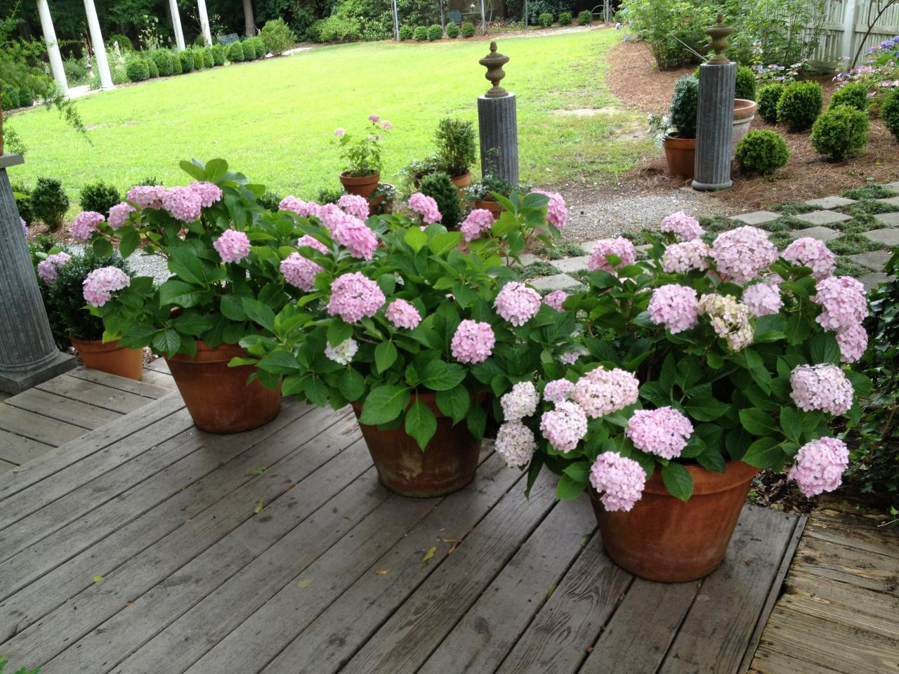 Growing Hydrangeas In Pots – Container Garden Ideas | Hgtv
