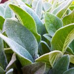 Growing Lamb'S Ear: How To Plant Lamb'S Ears