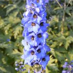 Growing Larkspur Flowers - Information On When To Plant Larkspurs
