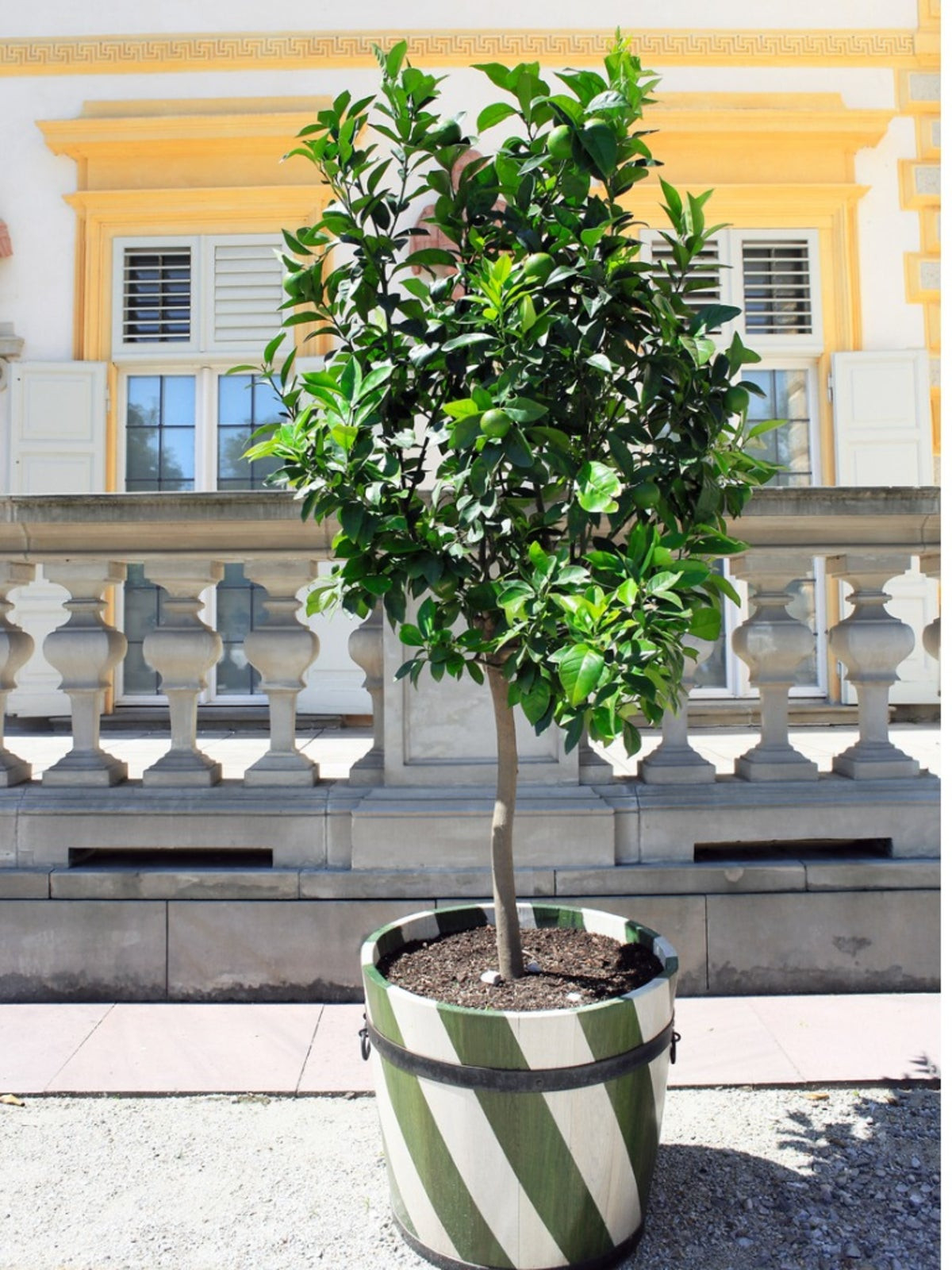 Growing Lime Trees In Containers – How To Care For Lime Trees In A Pot