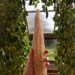 Growing Luffas From Seed! – Lomah