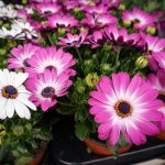 Growing Osteospermum: How To Care For African Daisies