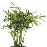 Growing Palms Indoors - Learn About Bamboo Palm Care