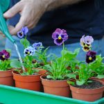 Growing Pansies: How To Plant, Grow And Care For Pansy Plants