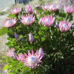 Growing Protea – Resendiz Brothers