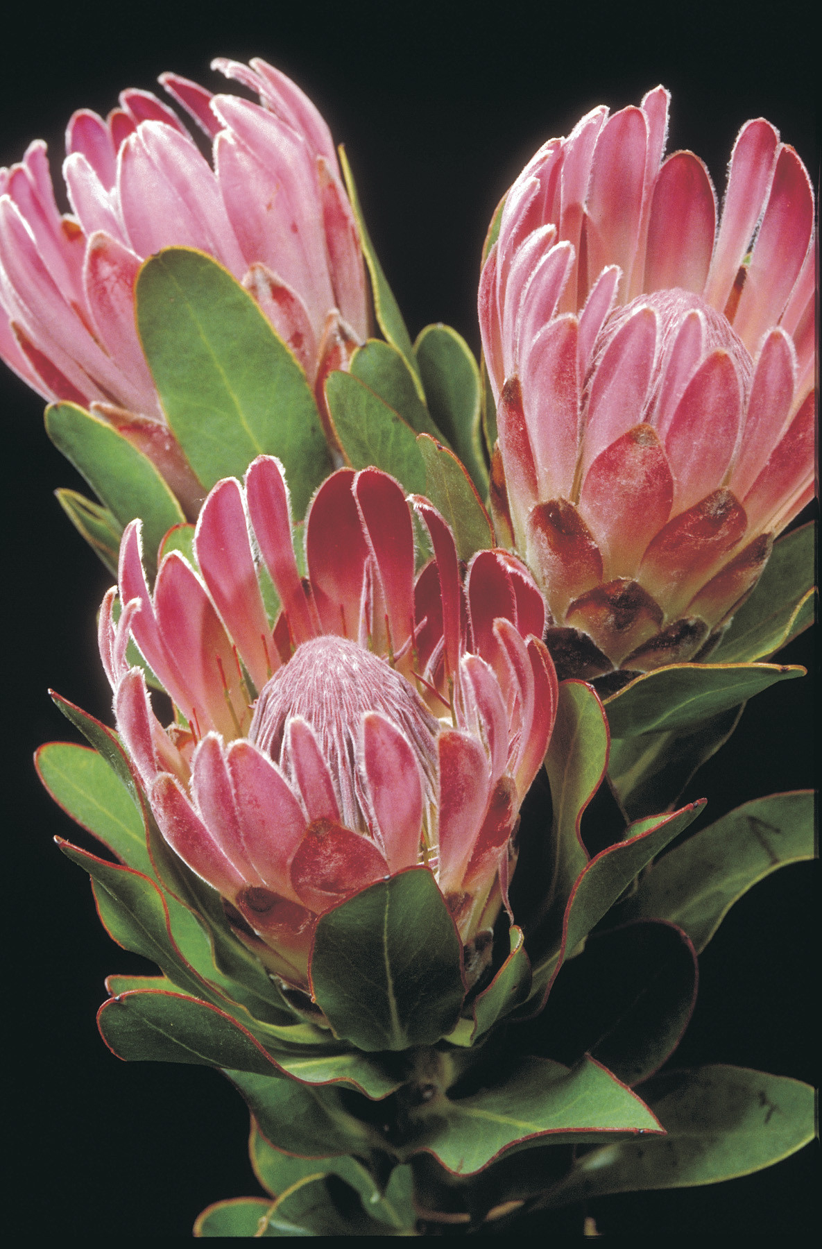 Growing Proteas | Agriculture And Food