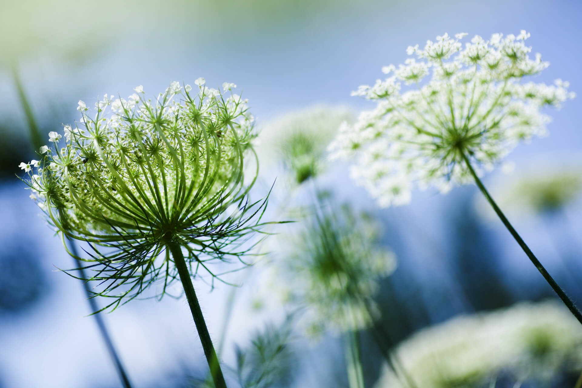 Growing Queen Anne’s Lace