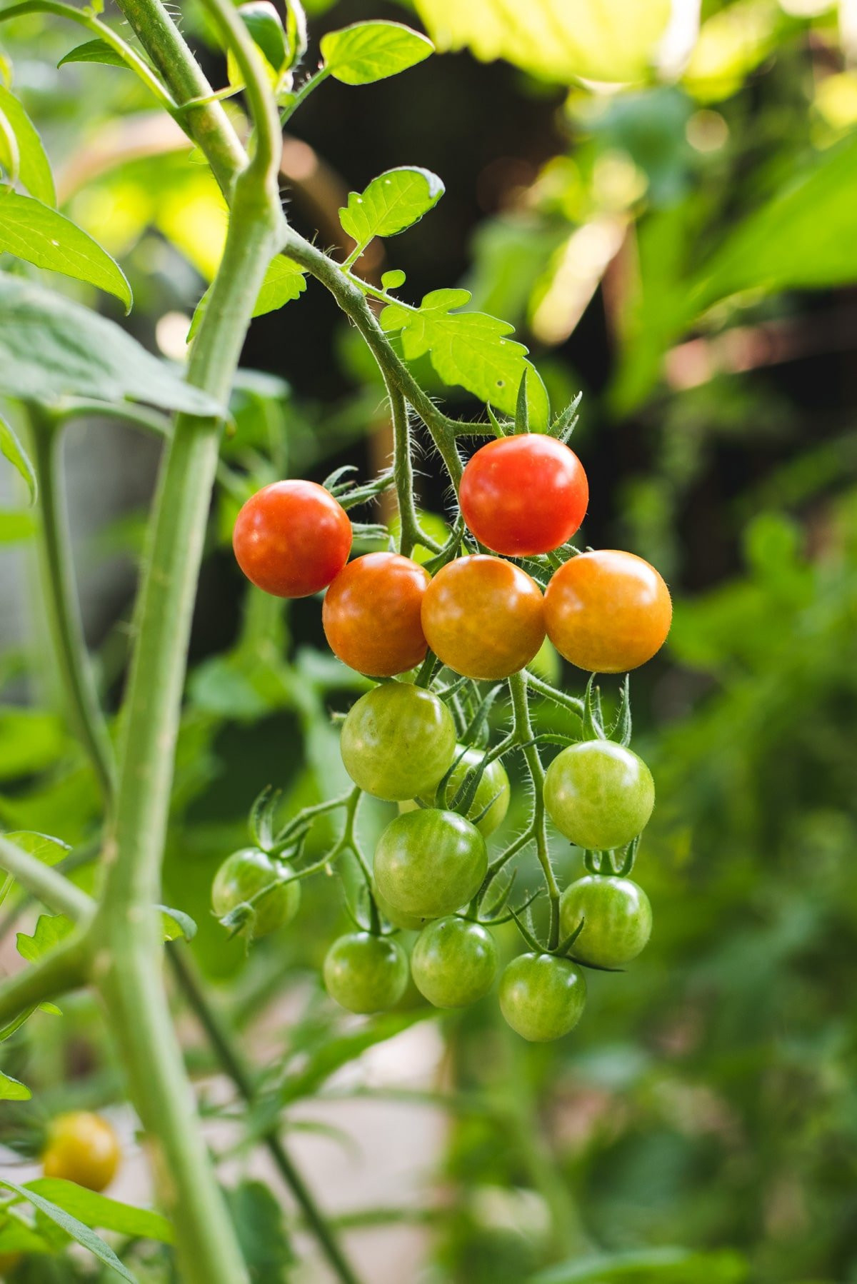 Growing Tomatoes: Everything I Wish I Knew Before Starting – Cozy