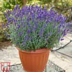 Hardy English Lavender | Thompson & Morgan