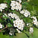 Hawthorn | Plant | Britannica