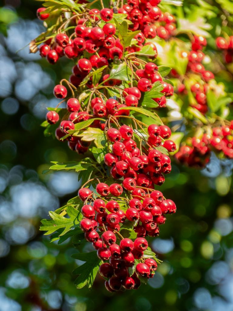 Hawthorn – Planting, Pruning, Care For This Useful Hedge