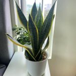 Healthy Snake Plant In White Pot, Furniture & Home Living