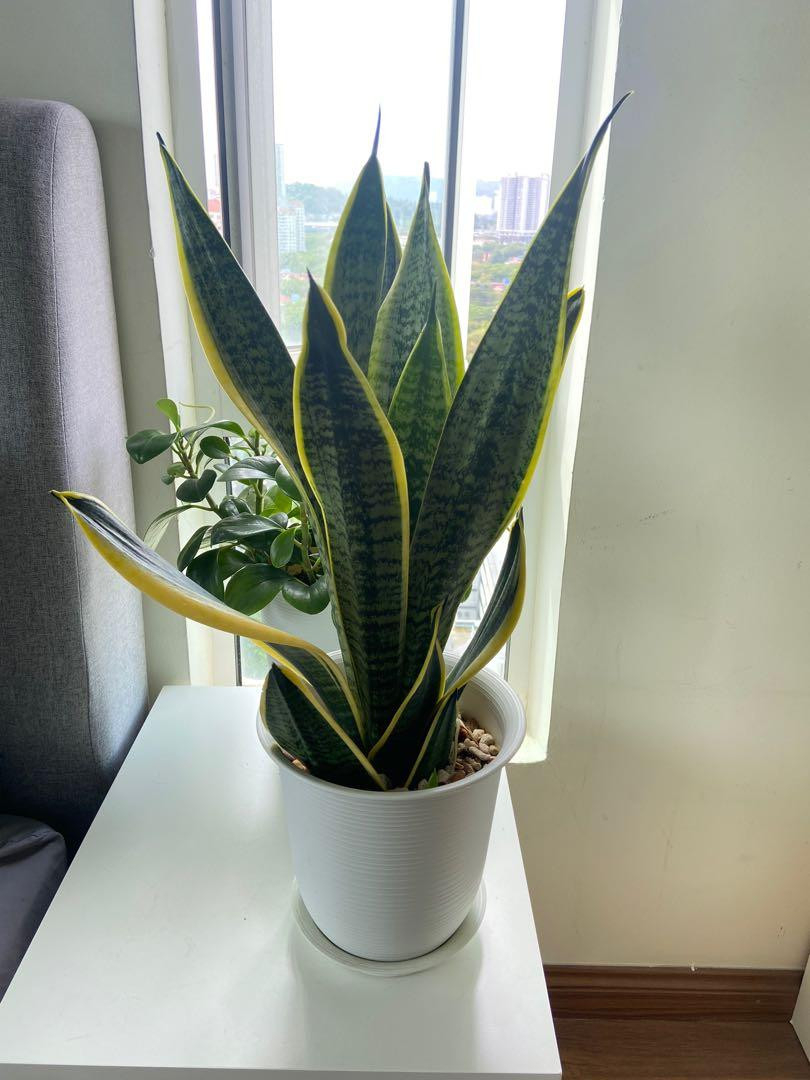 Healthy Snake Plant In White Pot, Furniture & Home Living