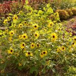 Helianthus: A Plant With A Sunny Disposition (Rutgers Njaes)