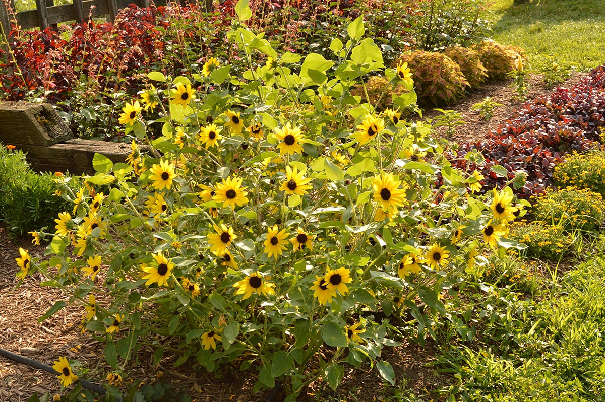 Helianthus: A Plant With A Sunny Disposition (Rutgers Njaes)