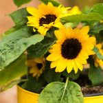 Helianthus – Advice On Caring For This Flower, Varieties And Diseases