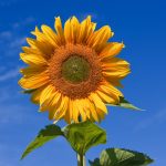 Helianthus – Wikipedia