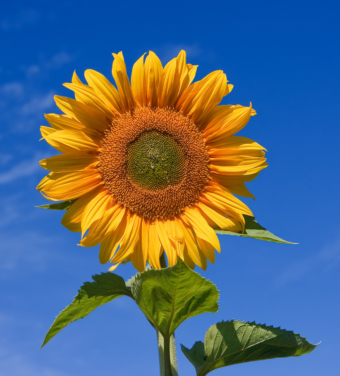 Helianthus – Wikipedia