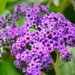 Heliotrope Flower Meaning, Symbolism, And Uses – Petal Republic
